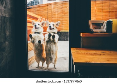 Two Funny Corgi Dog Waiting For Owner At The Door.