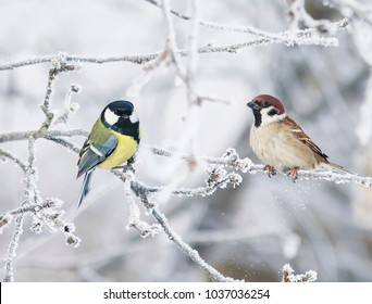 two funny curious little bird tit and Sparrow sit among the branches covered with cold snow flakes and frost crystals in a bright white winter Park