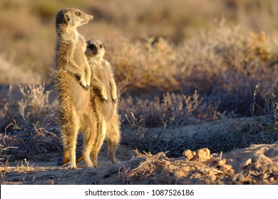 Two Funny And Cute Meerkats In Oudtshoorn 