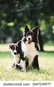 Two Funny Dogs Of Black And White Color Play On The Green Field. They Sit And Hug Each Other. One Of Them Is A Puppy. Border Collie Breed.
