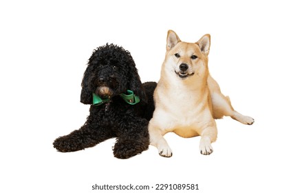 Two funny dogs isolated on white background, PNG