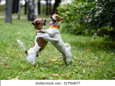 Two funny dogs playing and dancing on lawn in park