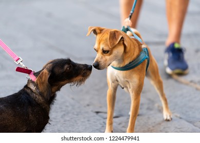 Two funny dogs sniffing smelling scent noses in park on leashes looking at each other pedigree street cute