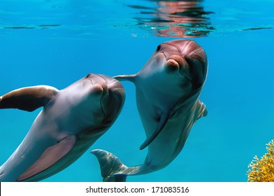 Two Funny Dolphins Smiling Underwater