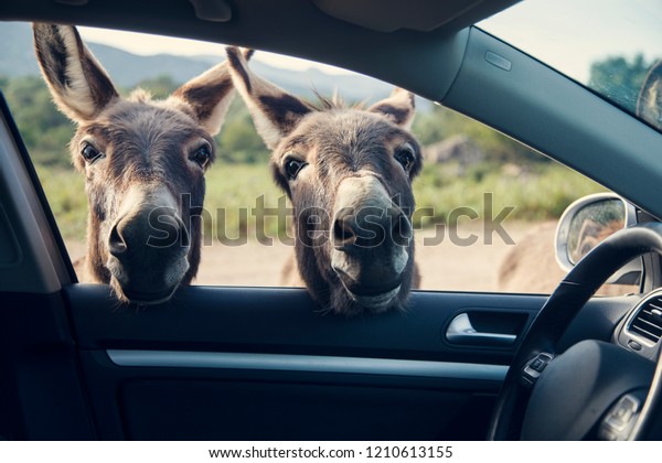 Two funny\
donkeys curiously looikng to the car \
