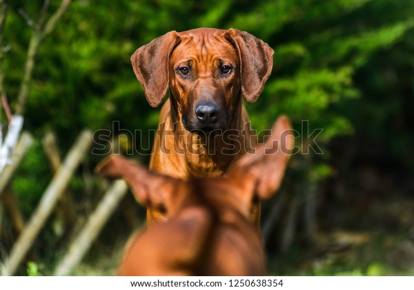 Two Funny Friendly Rhodesian Ridgebacks Dogs Stock Photo 1250638354 ...