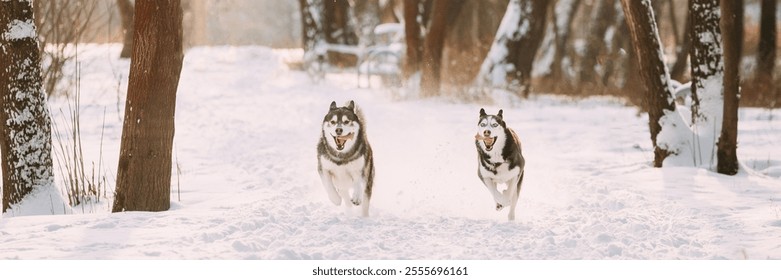 Dos Perros Husky Siberianos