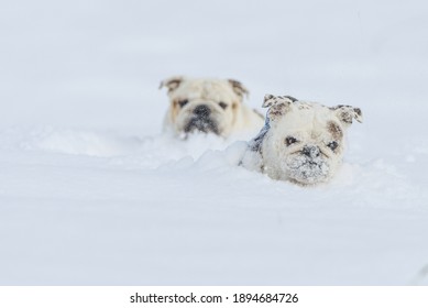 Two funny isolated English bulldogs playing in the snow on a cold winter day
