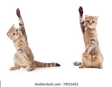 Two Funny Kittens Isolated Ideal For Holding Something In Between Them