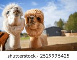 Two funny lamas outdoor. Cute alpacas (lama animal, llama) in the zoo. Funny animal portrait. Close up tender young alpaca from llama farm or zoo. Furry lama baby