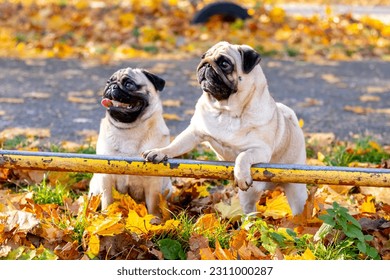 Two funny pug dogs in an autumn park among the fallen leaves - Shutterstock ID 2311000287