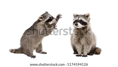 Two funny raccoons, isolated on white background