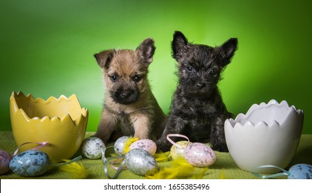 Two Funny Red Brindle Cairn Terrier Stock Photo 1655385496 | Shutterstock