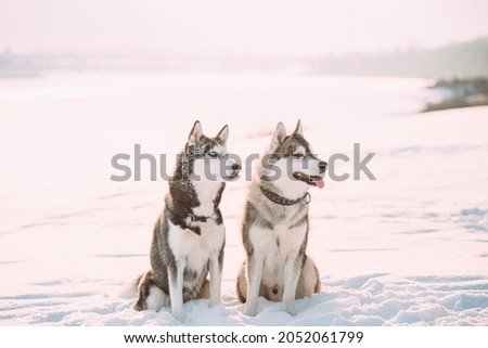 Two Funny Siberian Husky Dogs Sitting Together Outdoor In Snowy Park At Sunny Winter Day. Dogs Sits In Snow. Pet Outdoors At Winter Season.
