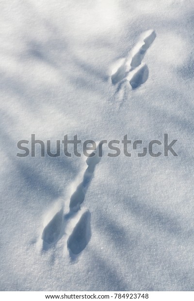 Two Funny Snow Tracks Rabbit Looking Stock Photo Edit Now 784923748