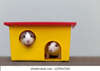 Two funny white and gray tame curious mouses hamsters with shiny eyes looking from bright yellow cage window. Keeping pet friends at home, care and love to animals concept.
