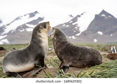 Two Fur Seal Pups Fighting, South Georgia