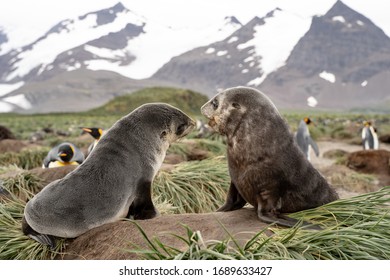 Two Fur Seal Pups Fighting, South Georgia