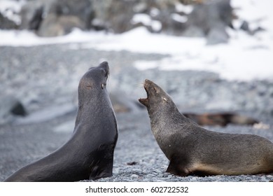 Two Fur Seals Fight On The Beach