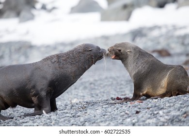 Two Fur Seals Fight On The Beach