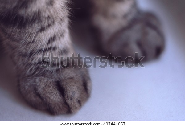 furry kitty paws