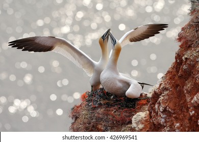 Two Gannets. Bird Landing On The Nest With Female Sitting On The Eggs. Wildlife Scene From Nature. Northern Gannets In Love.