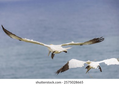 Two gannets in flight, both looking down at the sea.