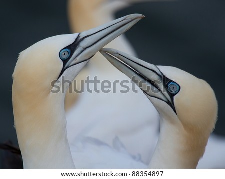 Two gannets on a nest