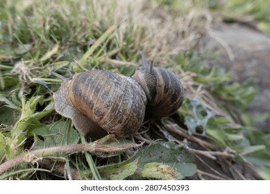 Two garden snails with stripes shells crawling together on green grass and dry twigs