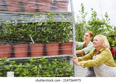 Two Gardener Women Push Shelf Trolleys With Flower Delivery In The Garden Center