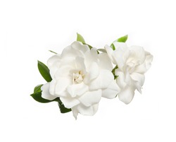 Two Gardenia Blooming With Leaves On White Background