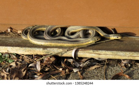 Intertwined Snakes Two Images, Stock Photos & Vectors | Shutterstock