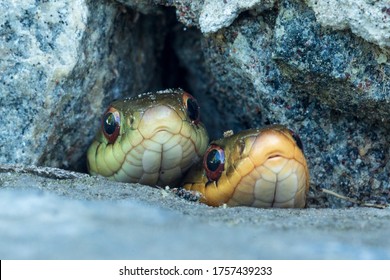 Two Garter Snakes Keeping Lookout