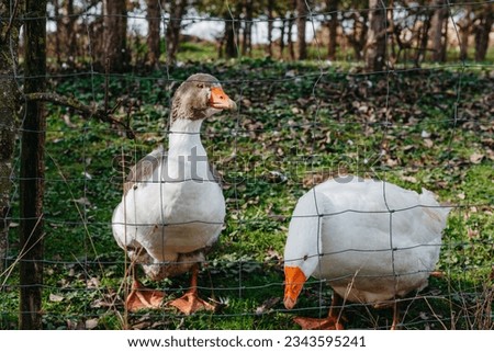 Two geese caged in farm. The geese crowded into the cages. Geese on the street eating grass. Agriculture concept. Caged White and Gray Geese. Farm, Zoo, Wild Birds, Travel, Vacation, Village