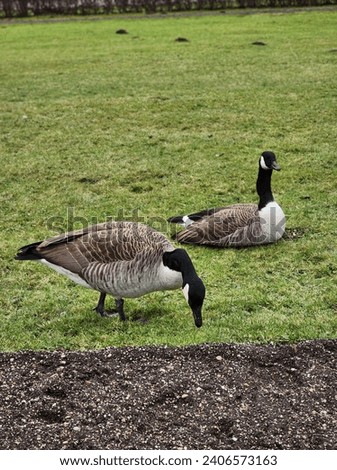 Two geese eating and chilling in the park