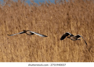 Two geese flying in parallel over a uniform reed field, photographed with a telephoto lens that turns the background into a clean, warm texture. The birds are positioned at different heights, adding depth and motion while keeping the composition simple and readable. Focus stays on the birds, highlighting wing shape and flight direction. Ideal for migration themes, wetland conservation, wildlife behavior, and design use where a clean natural backdrop is needed.