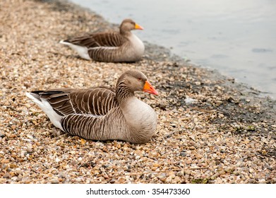 Two Geese Laying Down On Stony Beach