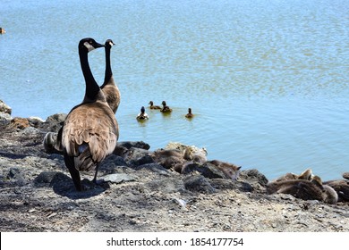 Two Geese Looking Out At The Lake - Baby Geese Sleeping Near By