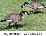 Two geese in a patch of grass