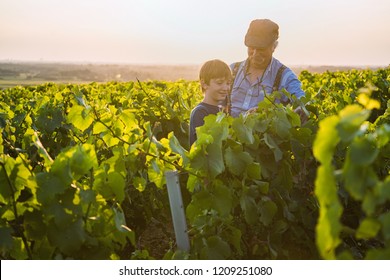 Two Generations Of French Winegrowers In Their Vineyards At Sunset. Grandfather Teaches His Grandson The Job