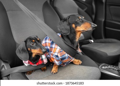 Two generations of funny dachshund dogs in hipster shirts sit in passenger seat of car wearing seatbelts obediently waiting for owner ready for road trip. Safety traveling with pets.
