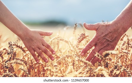 Two Generations. The Woman's And The Kid's Hand Touch The Wheat Ears. Harvest, Lifestyle, Family Concept