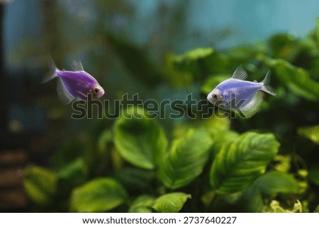 Two genetically modified glofish, one purple and one blue, swimming among green aquatic plants in a freshwater aquarium