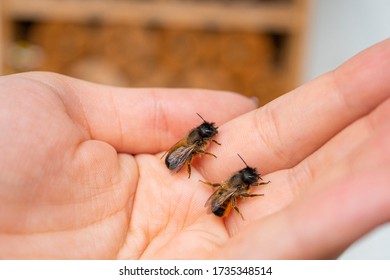 Two Gentle Mason Bees On A Hand, Close Up