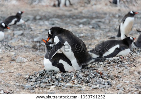 How do peguins have sex