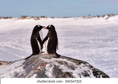 Two Gentoo Penguins (Pygoscelis Papua) In Love In Antarctica Standing On A Rock With An Icy White Background Looking At Each Other Holding Hands