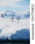 Two gentoo penguins standing on an iceberg in Antarctica