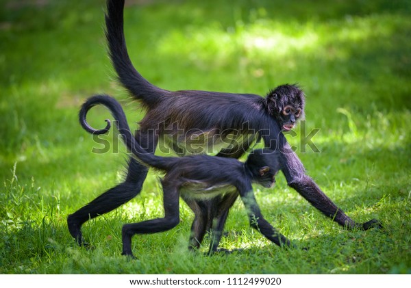 Two Geoffroy\'s Spider Monkeys walking\
together. This primate is also referred to as black-handed spider\
monkey or Ateles geoffroyi.