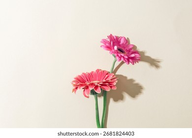 Two gerberas on light background. Top view, flat lay, copy space.