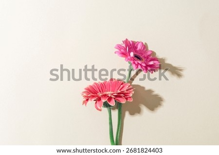 Two gerberas on light background. Top view, flat lay, copy space.